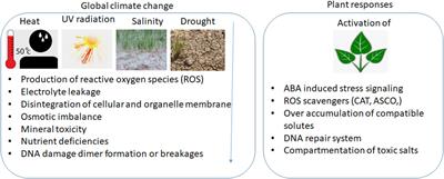 Understanding abscisic acid-mediated stress signaling to affect rice development under stress